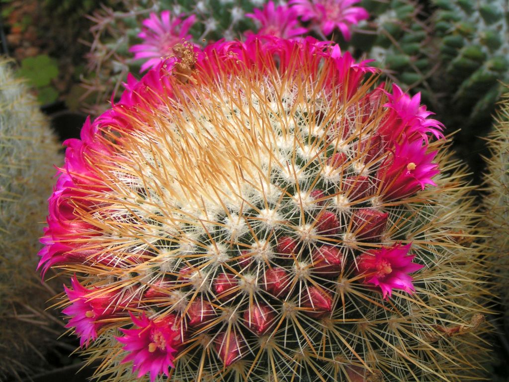 Mammillaria bella